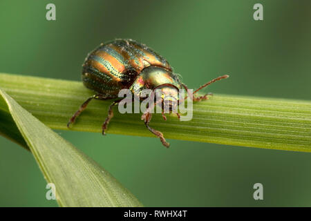 Rosemary Beetle (Chrysolina americana) Stock Photo