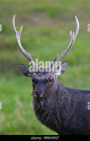 Sika Deer (Cervus nippon). Portrait of adult stag. Denmark Stock Photo