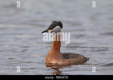 Red-necked Grebe (Podiceps grisegena). Adult on water. Germany Stock Photo