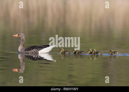 Greylag Goose (Anser anser). Adult with goslings on water. Germany Stock Photo