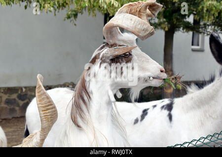 Capra Hircus Girgentana Goat Closeup Standing Looking at Stock Photo Stock Photo