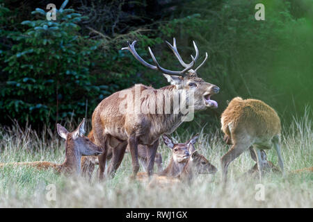 Red Deer (Cervus elaphus). Dominant stag belling amidst its harem. Denmark Stock Photo