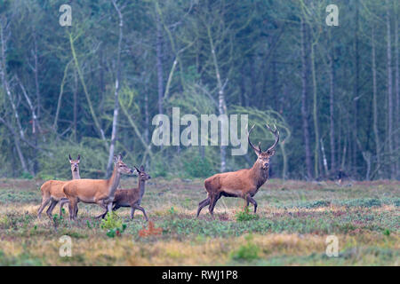 Red Deer (Cervus elaphus). Stag, two hinds and a calf, walking on heath. Denmark Stock Photo