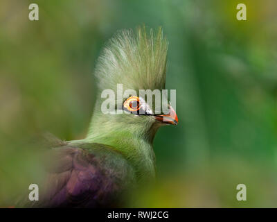 Guinea turaco Tauraco persa also known as the green turaco or green lourie Stock Photo