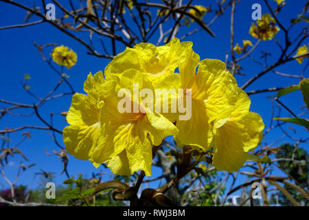 Golden trumpet tree flower - Handroanthus chrysotrichus Stock Photo