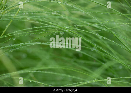 botany, feather grass in the rain, Caution! For Greetingcard-Use / Postcard-Use In German Speaking Countries Certain Restrictions May Apply Stock Photo