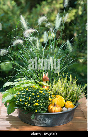 botany, autumnal plant zinc vessel, Caution! For Greetingcard-Use / Postcard-Use In German Speaking Countries Certain Restrictions May Apply Stock Photo
