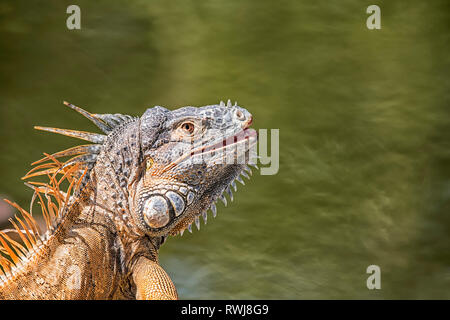 Close-up of Green Iguana (Iguana iguana); Corozal, Belize Stock Photo