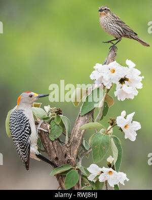 Male Golden-fronted woodpecker (Melanerpes aurifrons) and immature Blackbird on tree with white flowers, Laguna Seca Ranch Stock Photo