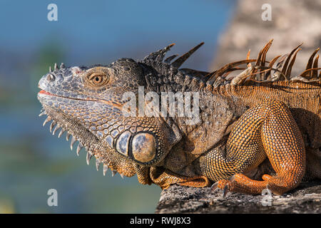 Close-up of a male Green Iguana (Iguana iguana); Corozal, Belize Stock Photo