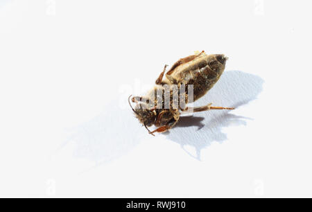 Kaufbeuren, Germany. 06th Mar, 2019. A dead queen bee with a red mark on her back lies on the ground on a sheet of paper. Credit: Karl-Josef Hildenbrand/dpa/Alamy Live News Stock Photo