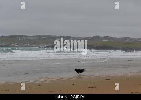 County Donegal, Ireland. 06 March 2019. Ireland weather - after heavy overnight rain, it was a day of strong winds and driving rain across County Donegal. Despite the driving wind and rain this collie was simply happy to play on Dunfanaghy beach. White waves on Donegal beach with border collie dog playing on sand. Credit: David Hunter/Alamy Live News. Stock Photo