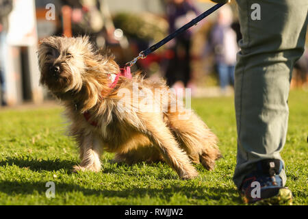 Birmingham, UK. 7th Mar, 2019. Show dogs arriving with their owners for the first day of Crufts 2019 being held at the NEC over four days. 27,000 dogs are expected to be shown over the four days, 220 different breeds, and with an estimated 165,000 dog lovers visiting. Credit: Peter Lopeman/Alamy Live News Stock Photo