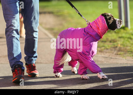 Birmingham, UK. 7th Mar, 2019. Show dogs arriving with their owners for the first day of Crufts 2019 being held at the NEC over four days. 27,000 dogs are expected to be shown over the four days, 220 different breeds, and with an estimated 165,000 dog lovers visiting. Credit: Peter Lopeman/Alamy Live News Stock Photo