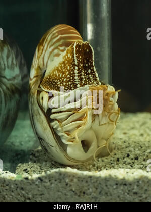 Nautilus shell swimming in acuarius. Living fossil Stock Photo