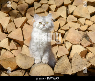 Cute young British Longhair cat kitten, black-silver-spotted-tabby, sitting on a stack of logs in a garden and looking curiously Stock Photo