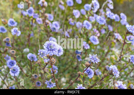 Globularia alypum wild flowers Stock Photo