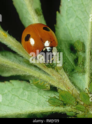 Two spot ladybird (Adalia bipunctata) feeding on rose aphids (Macrosiphum rosae) Stock Photo