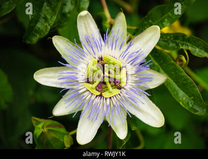 Passion flower in bloom. Shot in Madeira Stock Photo