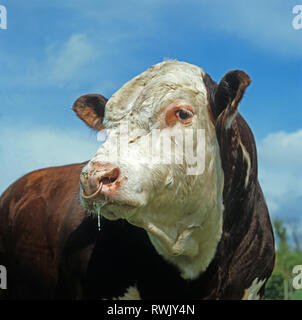 Head of a pedigree Hereford bull with a nose ring, large animal for beef breeding, Devon Stock Photo