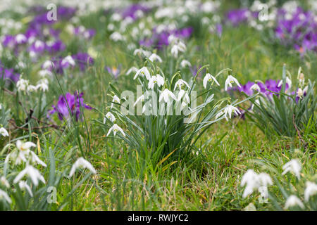 Close up of a clump of snowdrops flowering in grass along with purple / mauve Crocus Tommasinianus in a UK spring garden Stock Photo