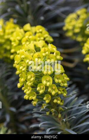 Close up of Euphorbia characias wulfenii flowering in February Stock Photo