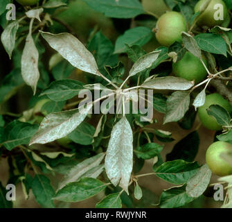 Powdery mildew (Podosphaera leucotricha) primary infection mycelium on apple leaf Stock Photo