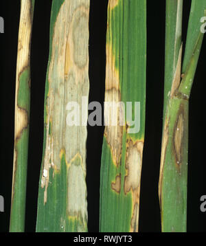 Sheath blight, Rhizoctonia solani, disease bleached lesions on leaves and stems of rice, Luzon, Philippines Stock Photo