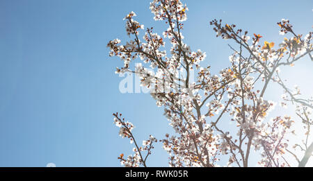 Springtime, easter time. Almond tree blooming on clear blue sky background, sunny day, copy space Stock Photo