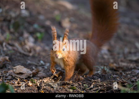 Detailed close up of solitary, sunlit, wild red squirrel (Sciurus vulgaris) front view, facing forward, foraging in the leaves of the forest floor, UK. Stock Photo