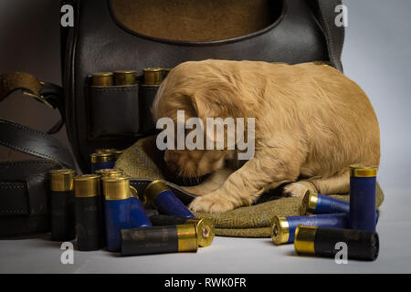 5 week old Working Cocker Spaniel Puppies on tweed cap and in shotgun cartridge bag Stock Photo