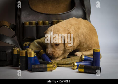 5 week old Working Cocker Spaniel Puppies on tweed cap and in shotgun cartridge bag Stock Photo