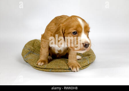 5 week old Working Cocker Spaniel Puppies on tweed cap and in shotgun cartridge bag Stock Photo