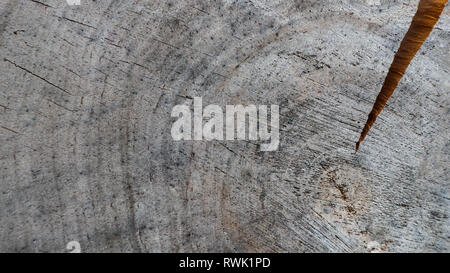 Background from cross section of tree trunk. Abstract texture from the rings of old weathered wood with a crack Stock Photo