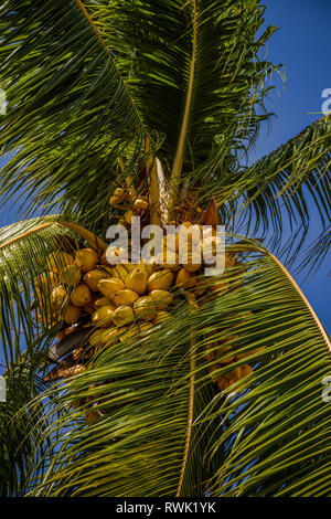 Palm Tree with many coconuts - Cocos nucifera Stock Photo