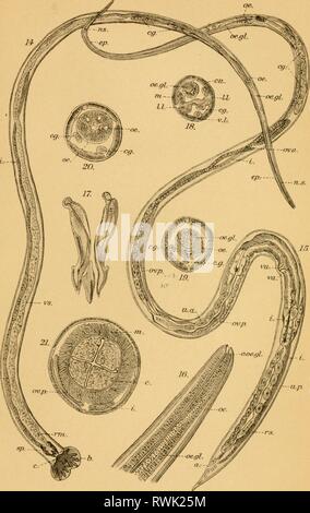 . Eleven Miscellaneous Papers On Animal Parasites Stock Photo - Alamy