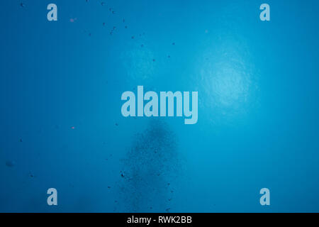 Pure crystal clear air bubbles rising up from the blue depth of the ocean into the sunlight at the surface of the underwater background Stock Photo