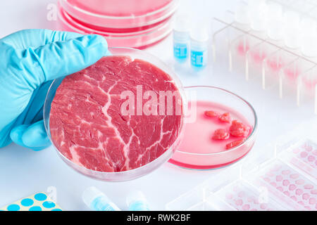 Meat sample in open  disposable plastic cell culture dish in modern laboratory or production facility. Concept of clean meat cultured in vitro from an Stock Photo