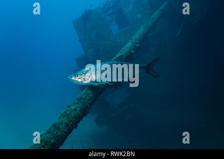 A shiny Tarpon gliding through the water in front of the Hilma Hooker wreck on the tropical reef of Bonaire island Stock Photo