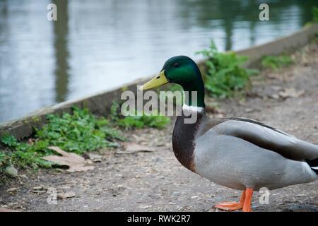 A green headed male mallard duck standing on a stony footpath next to a river Stock Photo