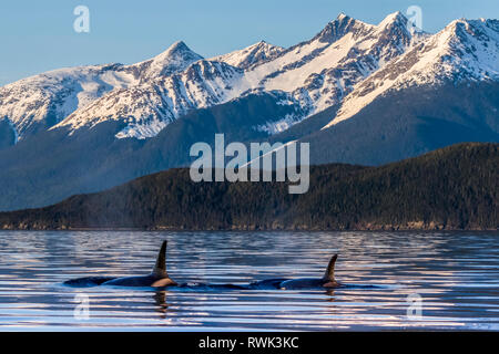 Orcas (Orcinus orca), also known as a Killer Whales, surface in Lynn Canal, Inside Passage; Juneau, Alaska, United States of America Stock Photo