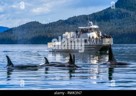 Wildlife sightseeing tour watches Orca whales (Orcinus orca) near Juneau, Inside Passage, Southeast Alaska; Alaska, United States of America Stock Photo