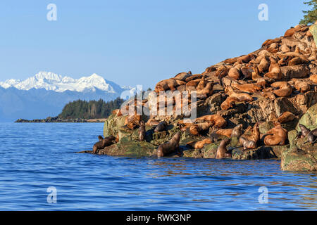 Steller sea lion (Eumetopias jubatus) hauled out on rocky shore in Lynn Canal, Inside Passage, Southeast Alaska; Alaska, United States of America Stock Photo