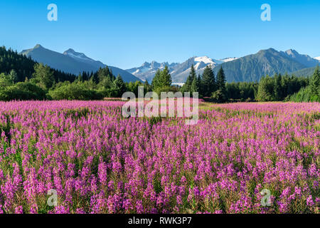 Fireweed (Chamaenerion angustifolium) blooms in a meadow, Mendenhall Glacier and Towers in the background, near Juneau,Southeast Alaska Stock Photo