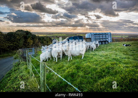 Flock of sheep standing along a fence at the edge of a pasture and a farmer with a truck and trailer, North Downs Way; Kent, England