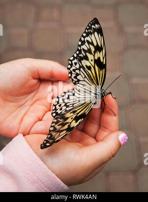 Paper Kite butterfly (Idea leuconoe) landed in the hands of a young girl. Newfoundland Insectarium, Reidville, Newfoundland, Canada Stock Photo