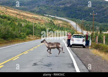 Tourists stopped by a highway snapping pictures of a caribou crossing behind their parked car. Route 431, The Tablelands, Gros Morne National Park, Newfoundland, Canada