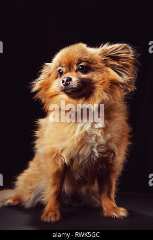 Full-body studio portrait of a Pomeranian dog looking off camera, photographed on a black background. Stock Photo