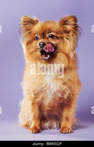 Full-body portrait of a pomeranian dog licking his chops and looking off-camera, photographed on a colorful background. Stock Photo