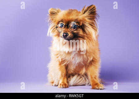 Full-body portrait of a Pomeranian dog wearing eyeglasses and looking directly at camera. Stock Photo